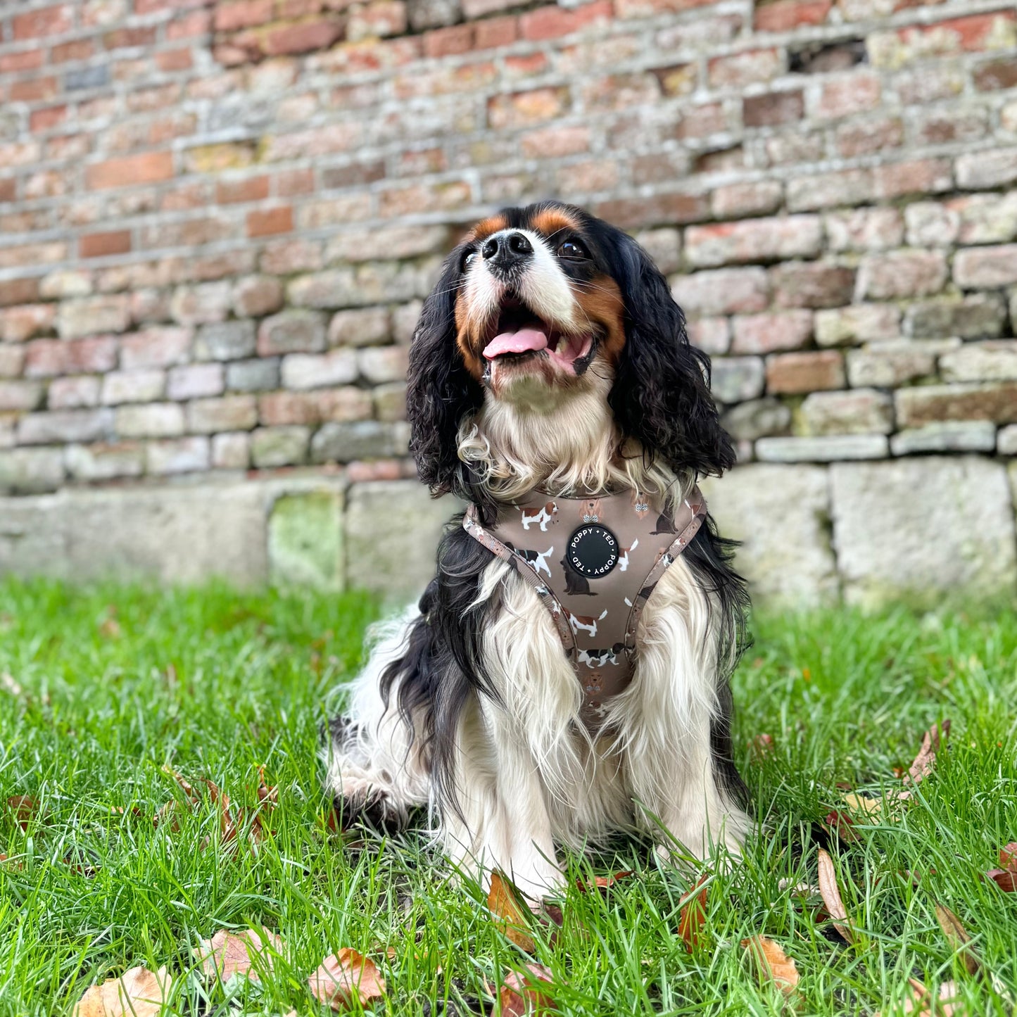 Cavalier / King Charles / Cocker Spaniel Harness: Breed Collection