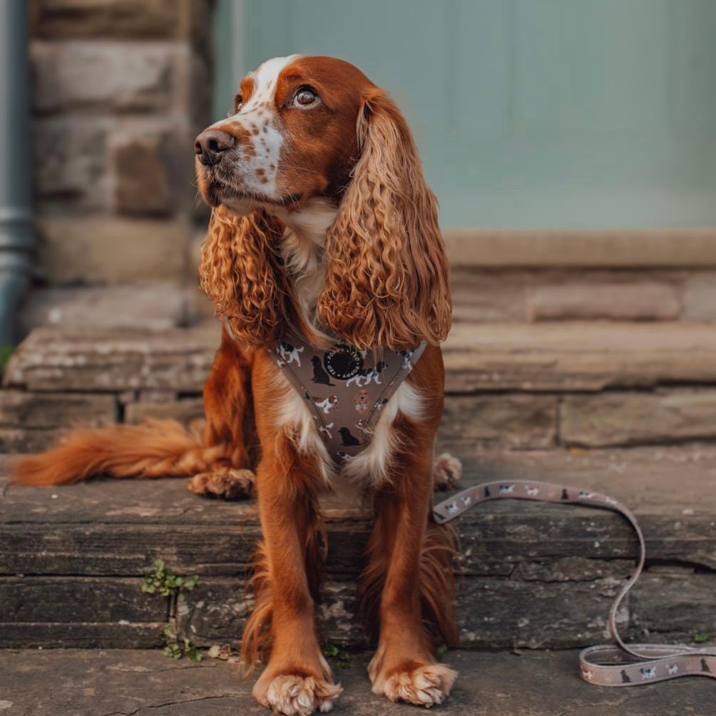 Best harness for working cocker spaniel sale