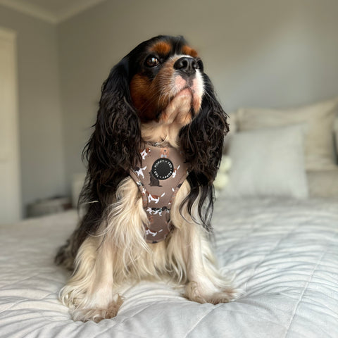 Cavalier / King Charles / Cocker Spaniel Harness: Breed Collection