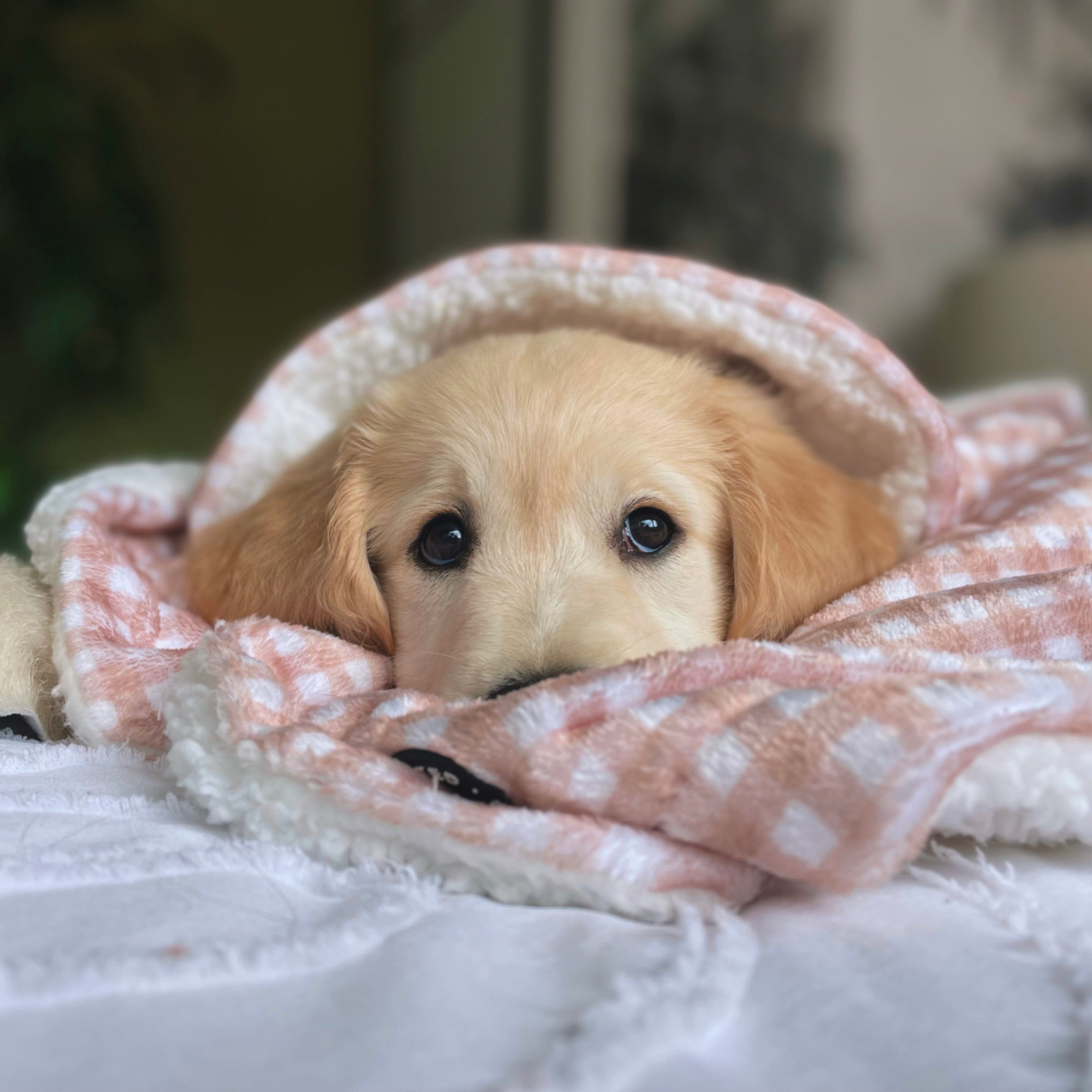 Puppy discount with blanket