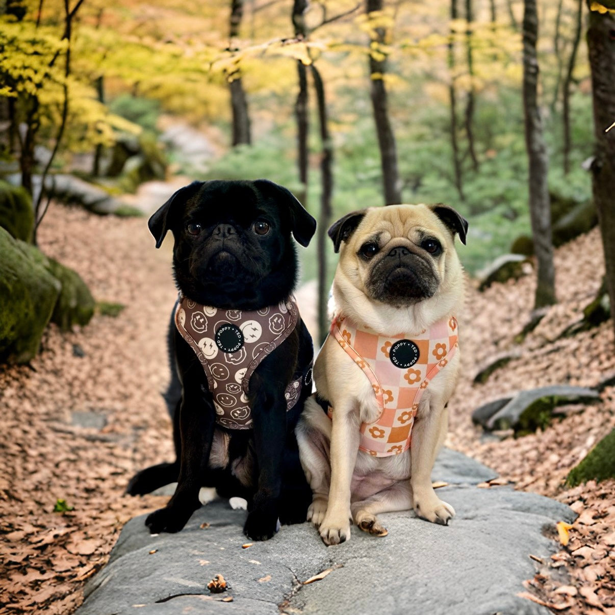 Adjustable Dog Harness | Flower Patch