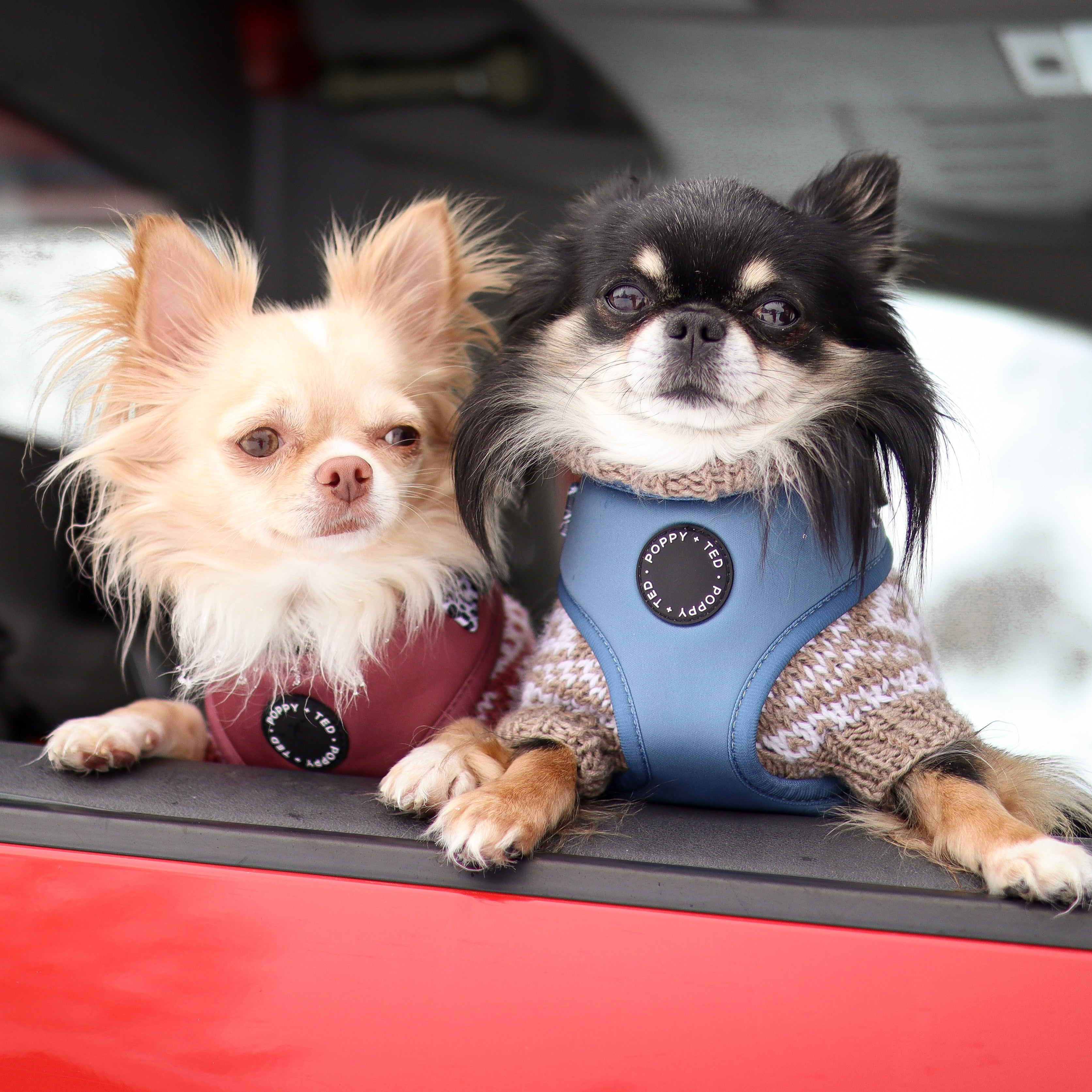 Harness for outlet long haired dogs