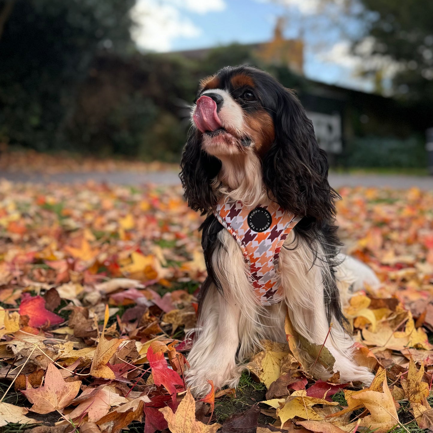 Adjustable Dog Harness | Cinnamon Spice Houndstooth