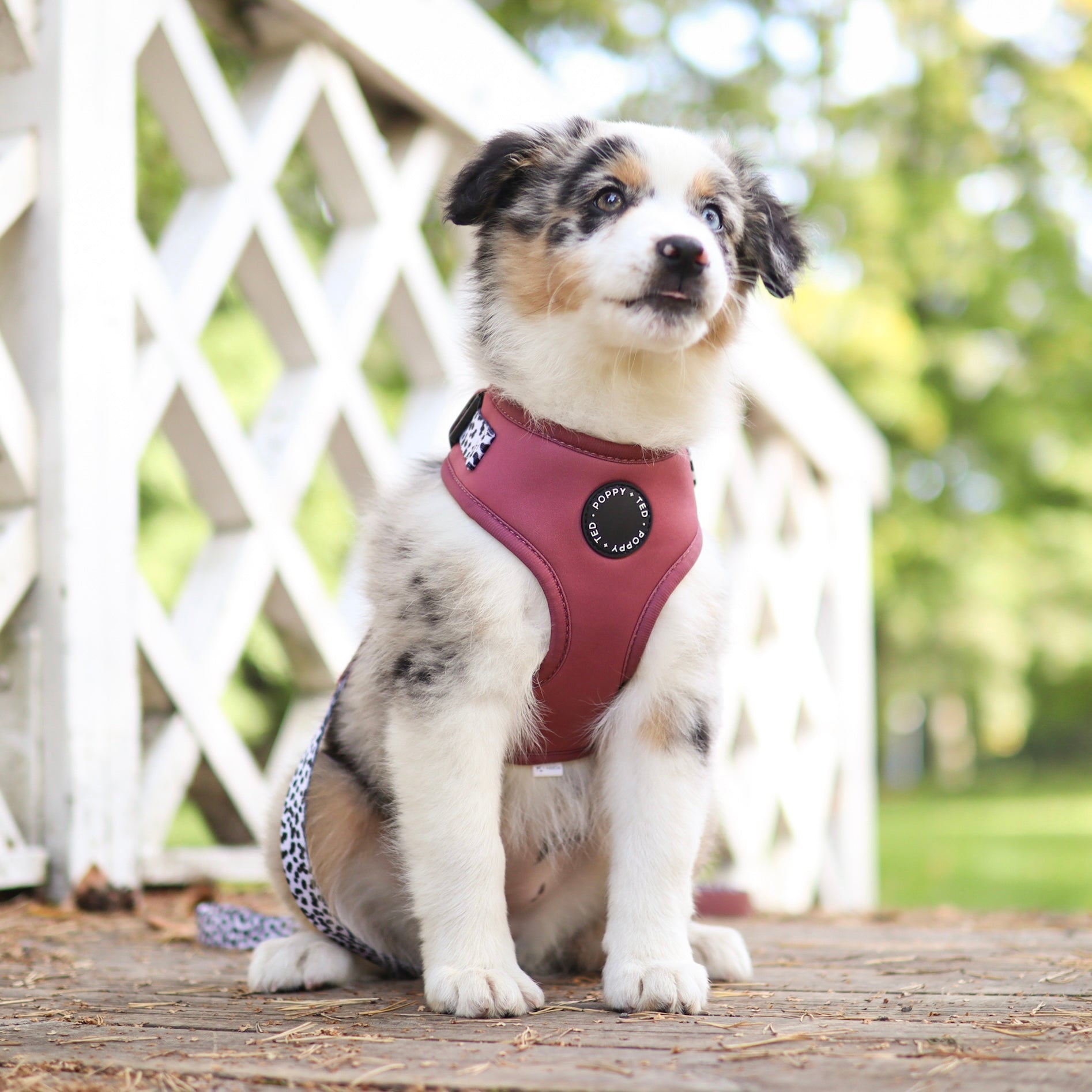 Poppy sales dog harness