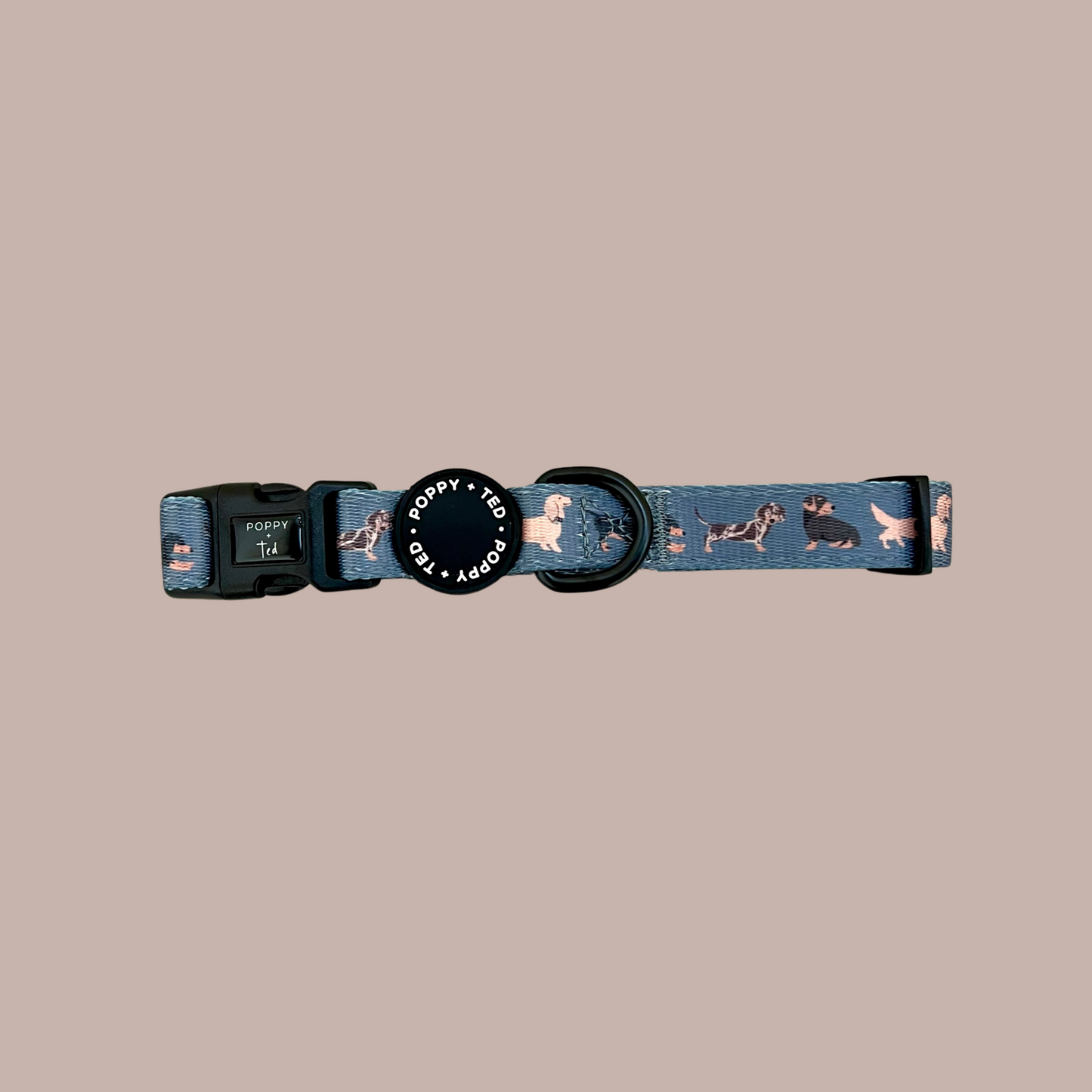 Dachshund Collar: Breed Collection