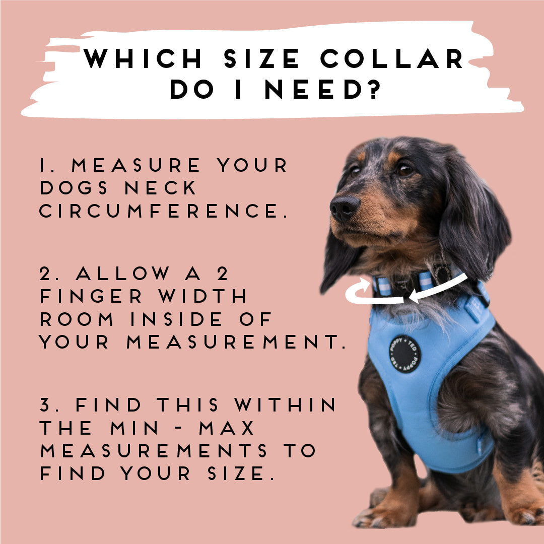 Dachshund collars outlet