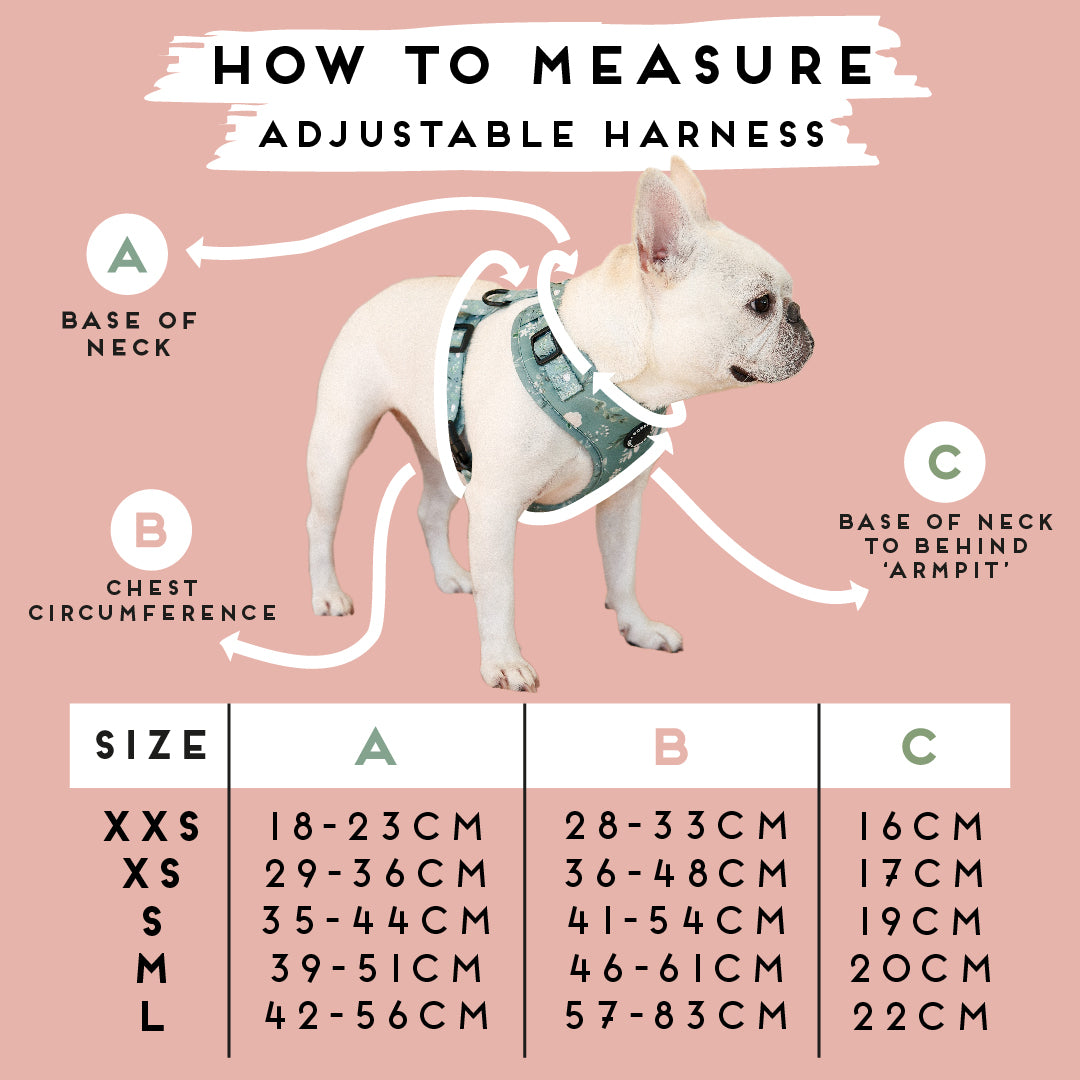 Dachshund 2025 harness size