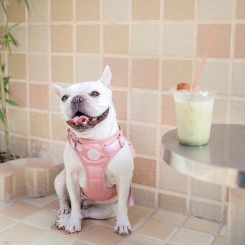 Ombré Essentials | 3-Click Tough Harness | Rose Pink