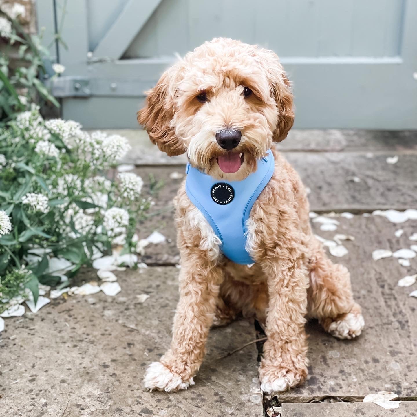 Essentials Collection | Adjustable Dog Harness | Cornflower Blue