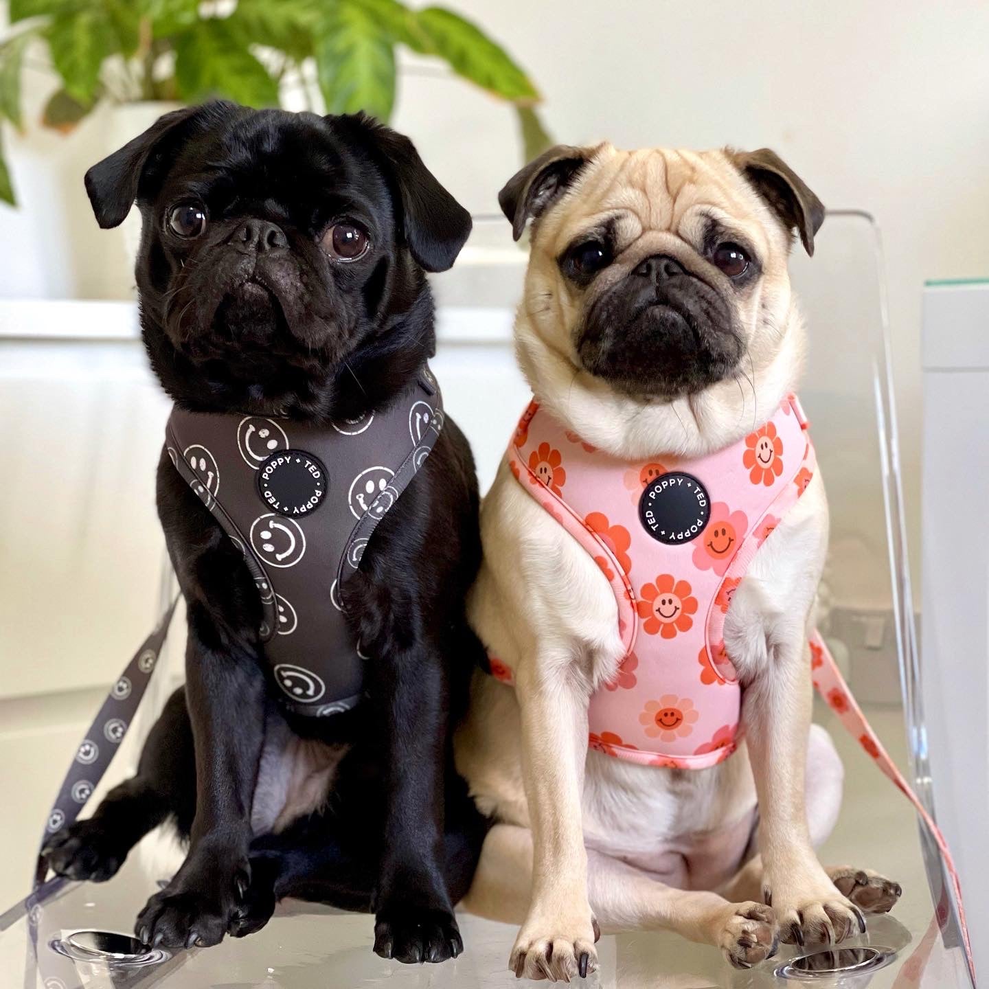 Walk + Wear | Adjustable Dog Harness | Happy Stamp