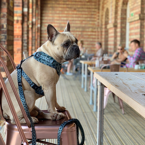 Walk + Wear | Adjustable Dog Harness | Wild Leopard - Khaki