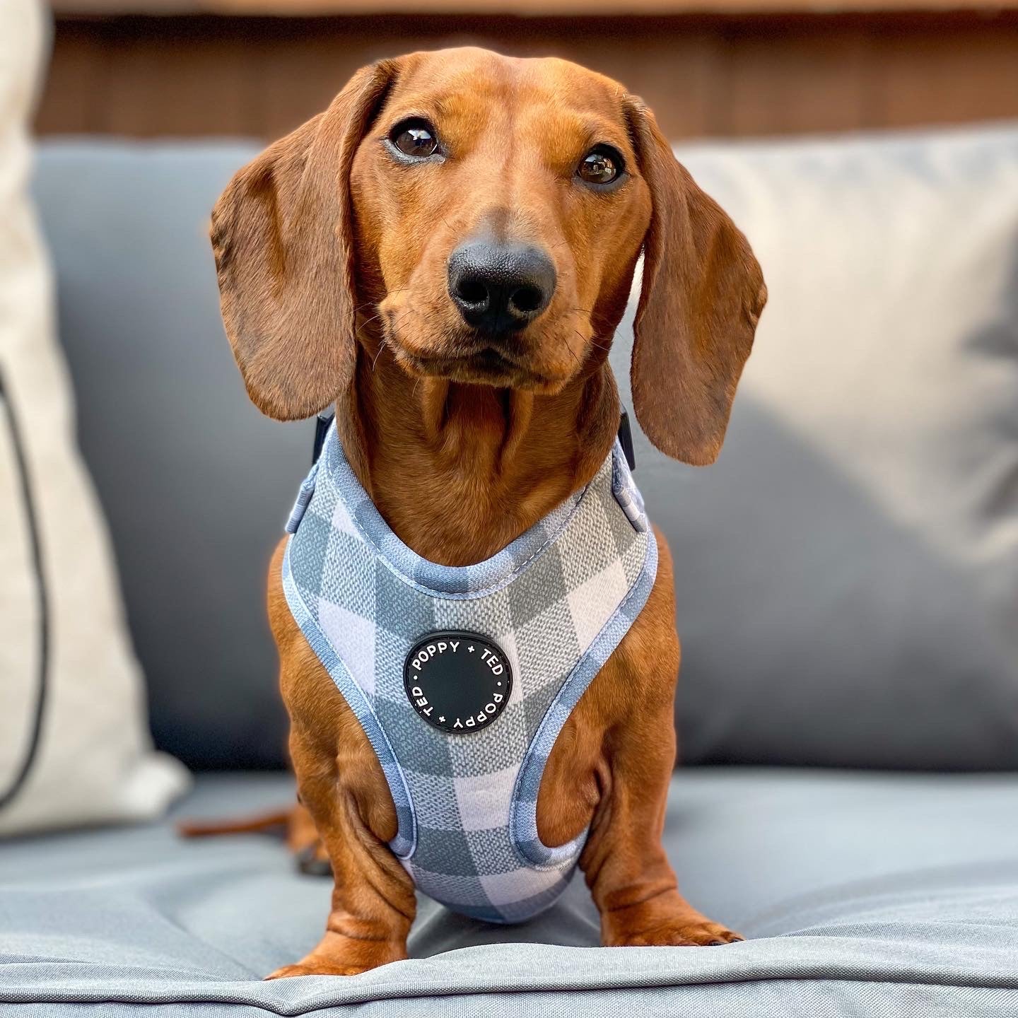 Walk + Wear | Adjustable Dog Harness | Grey Plaid