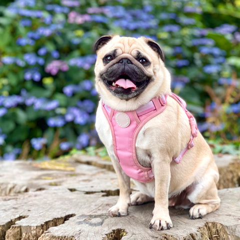 Ombré Essentials | 3-Click Tough Harness | Rose Pink