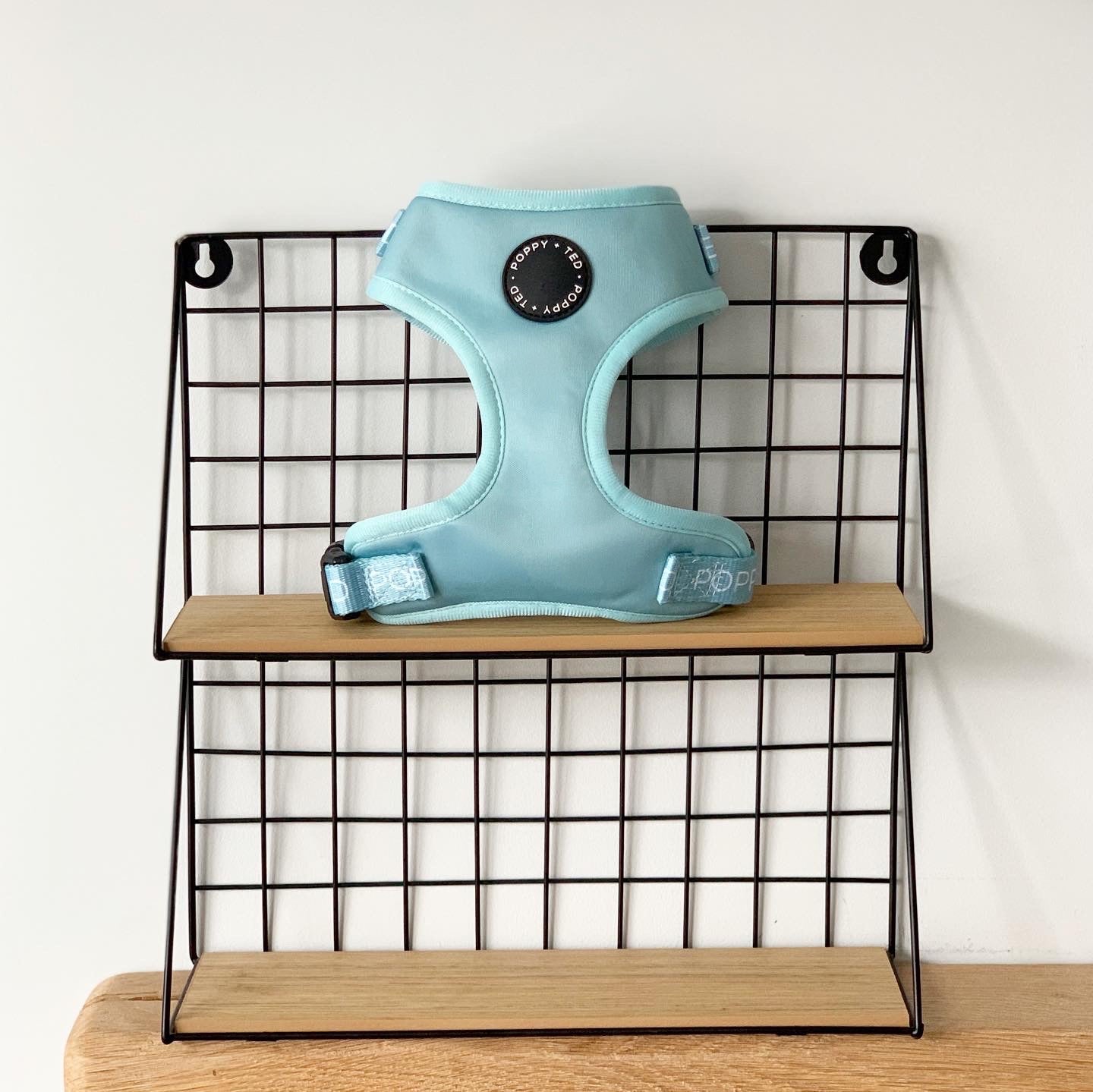 Essentials Collection | Adjustable Dog Harness | Seafoam