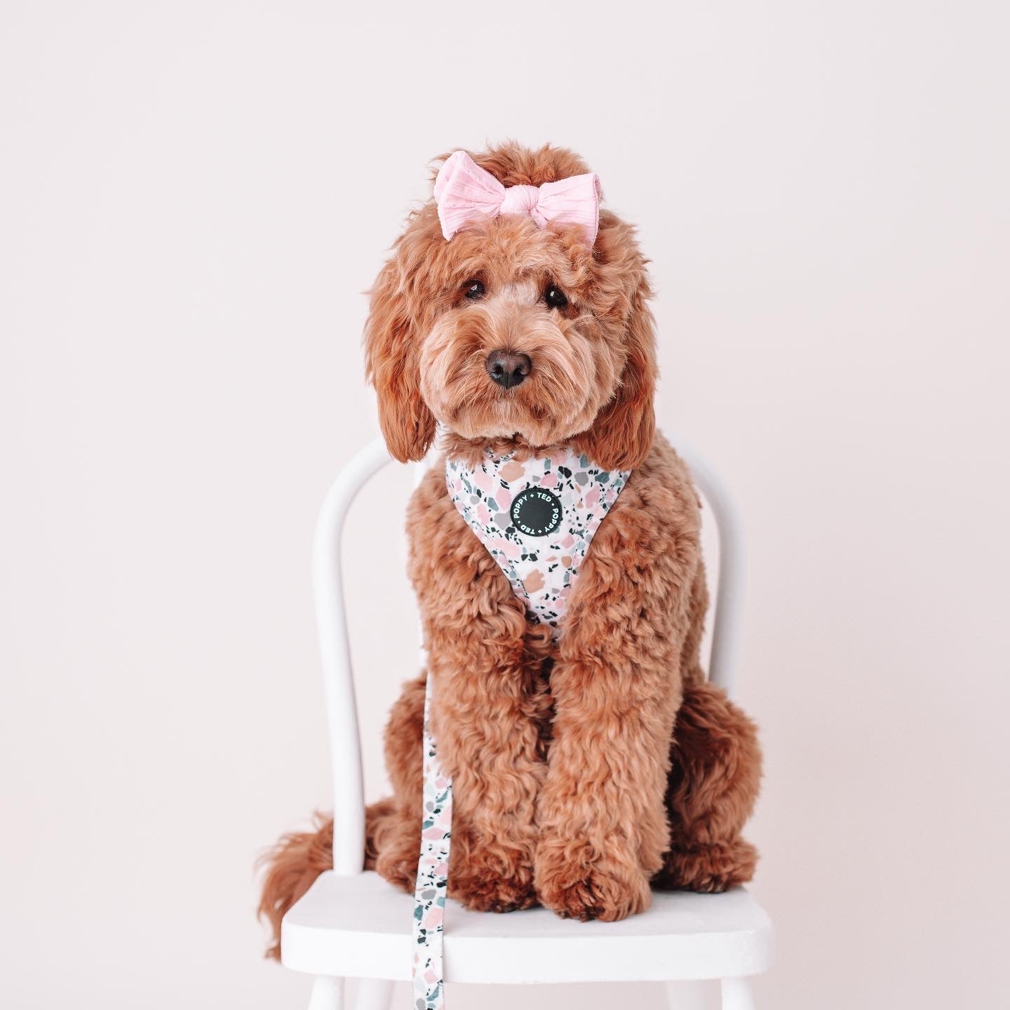 Walk + Wear | Adjustable Dog Harness | Party Pup - *10 LEFT*