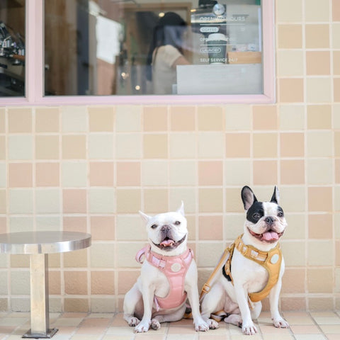 Ombré Essentials | 3-Click Tough Harness | Rose Pink