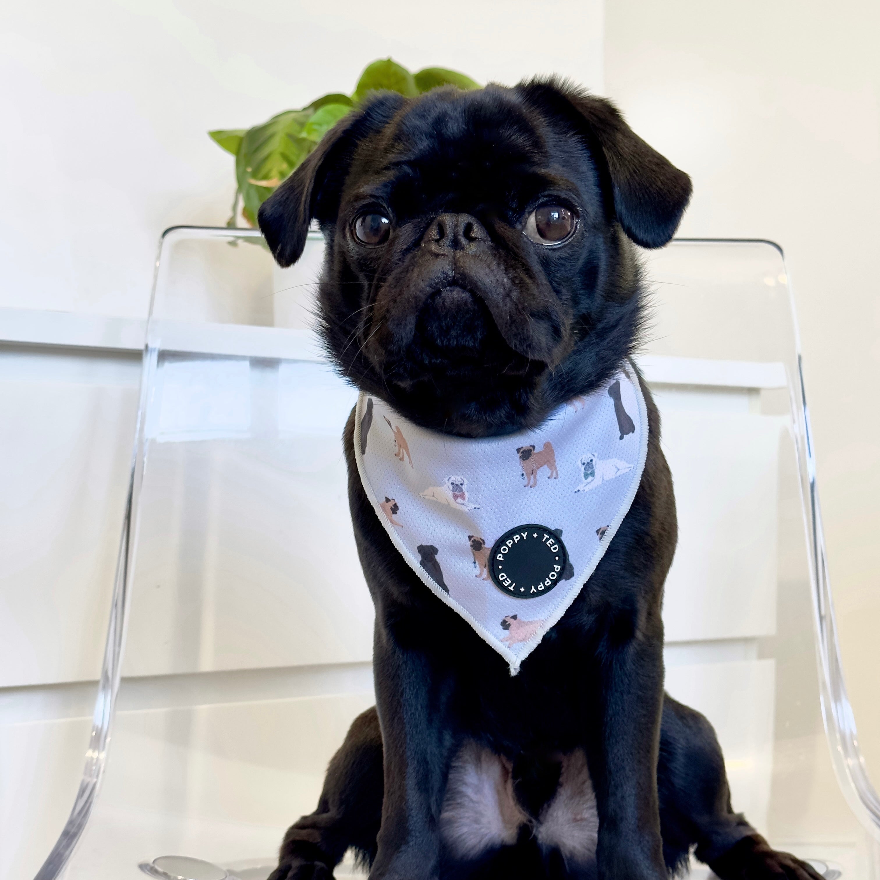 Pug with collar sale