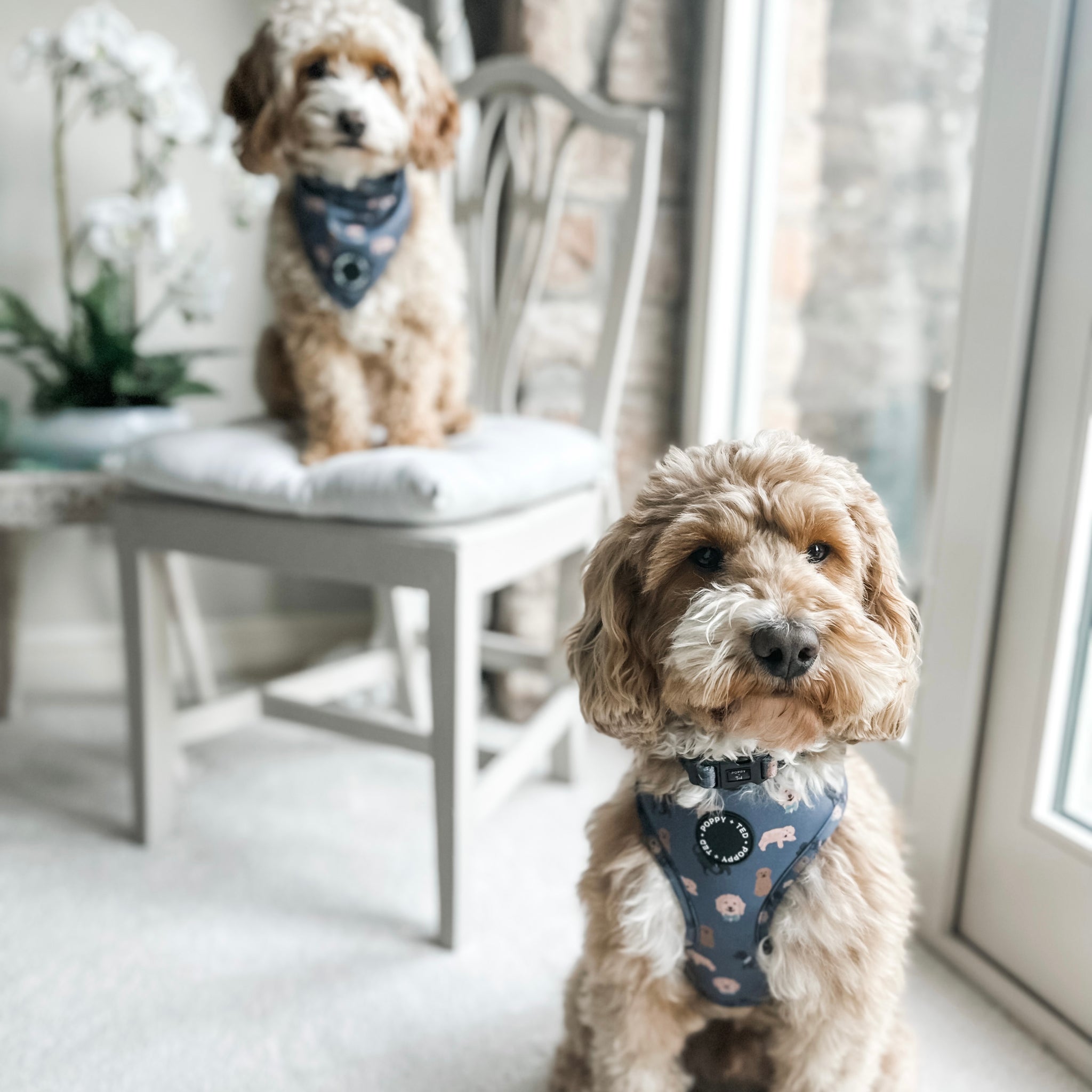 Cockapoo/Cavapoo/Doodle Harness Breed Collection Poppy + Ted