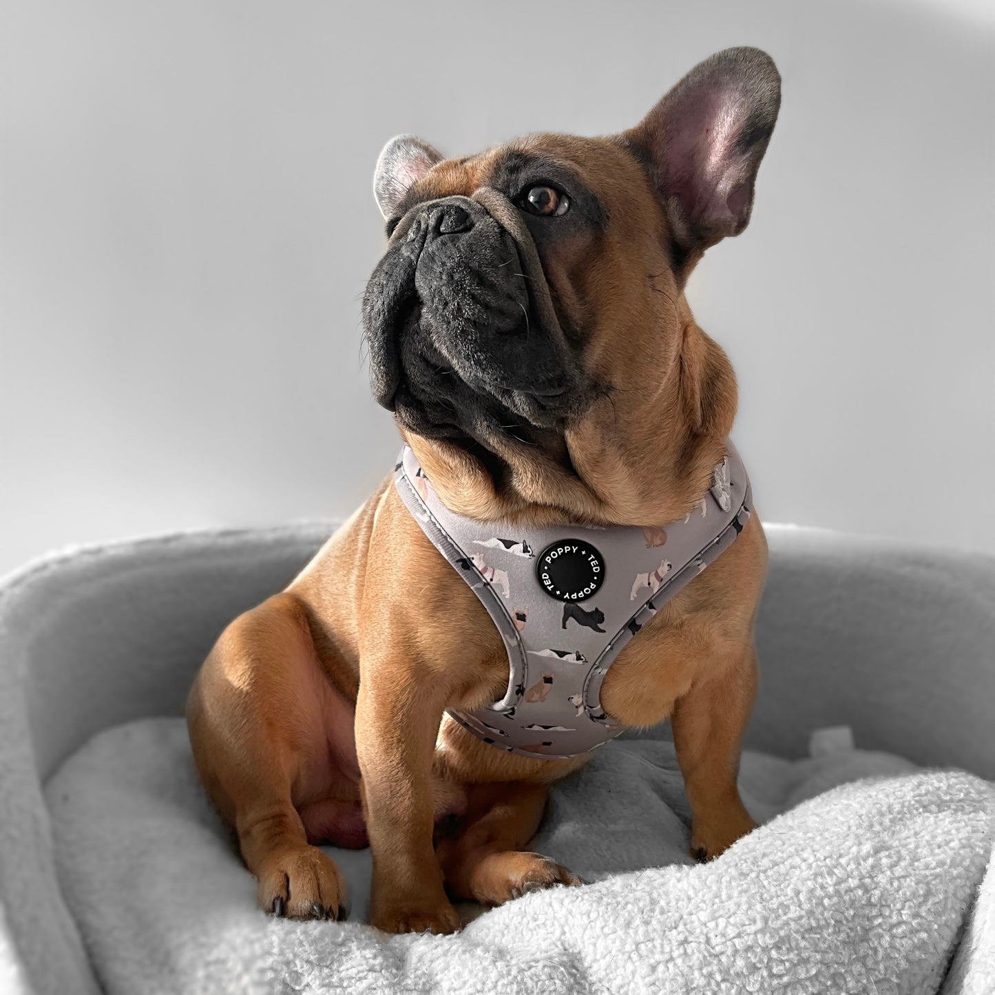 French Bulldog Harness: Breed Collection
