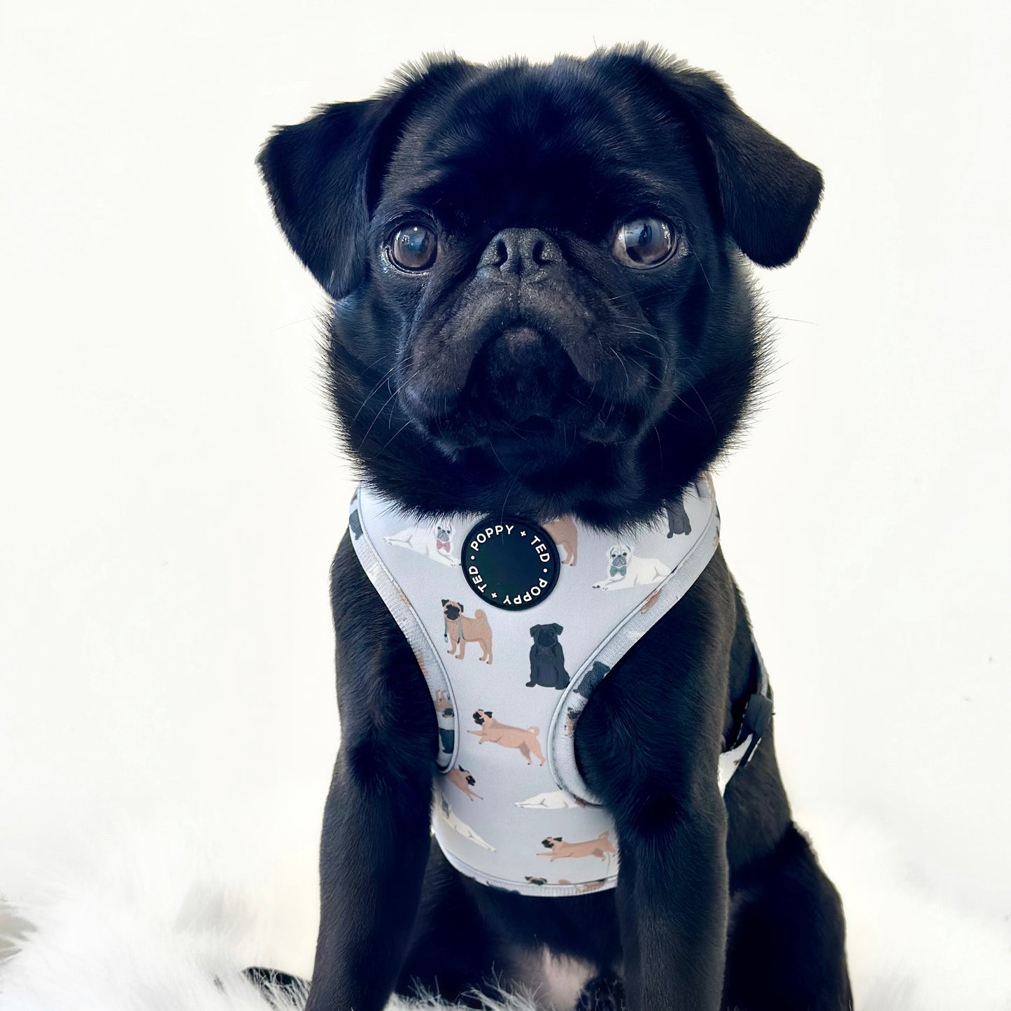 Pug Harness: Breed Collection