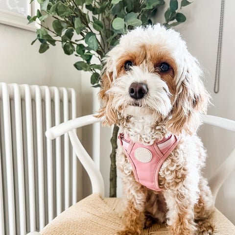 Ombré Essentials | 3-Click Tough Harness | Rose Pink
