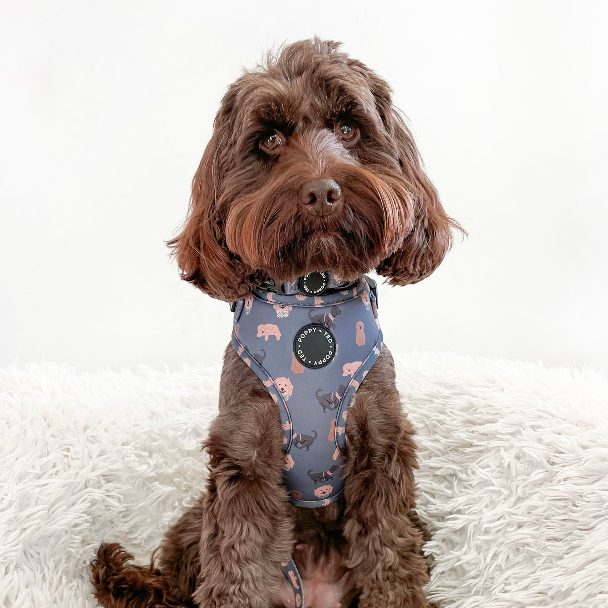 Cockapoo/Cavapoo/Doodle Collar Breed Collection Poppy + Ted
