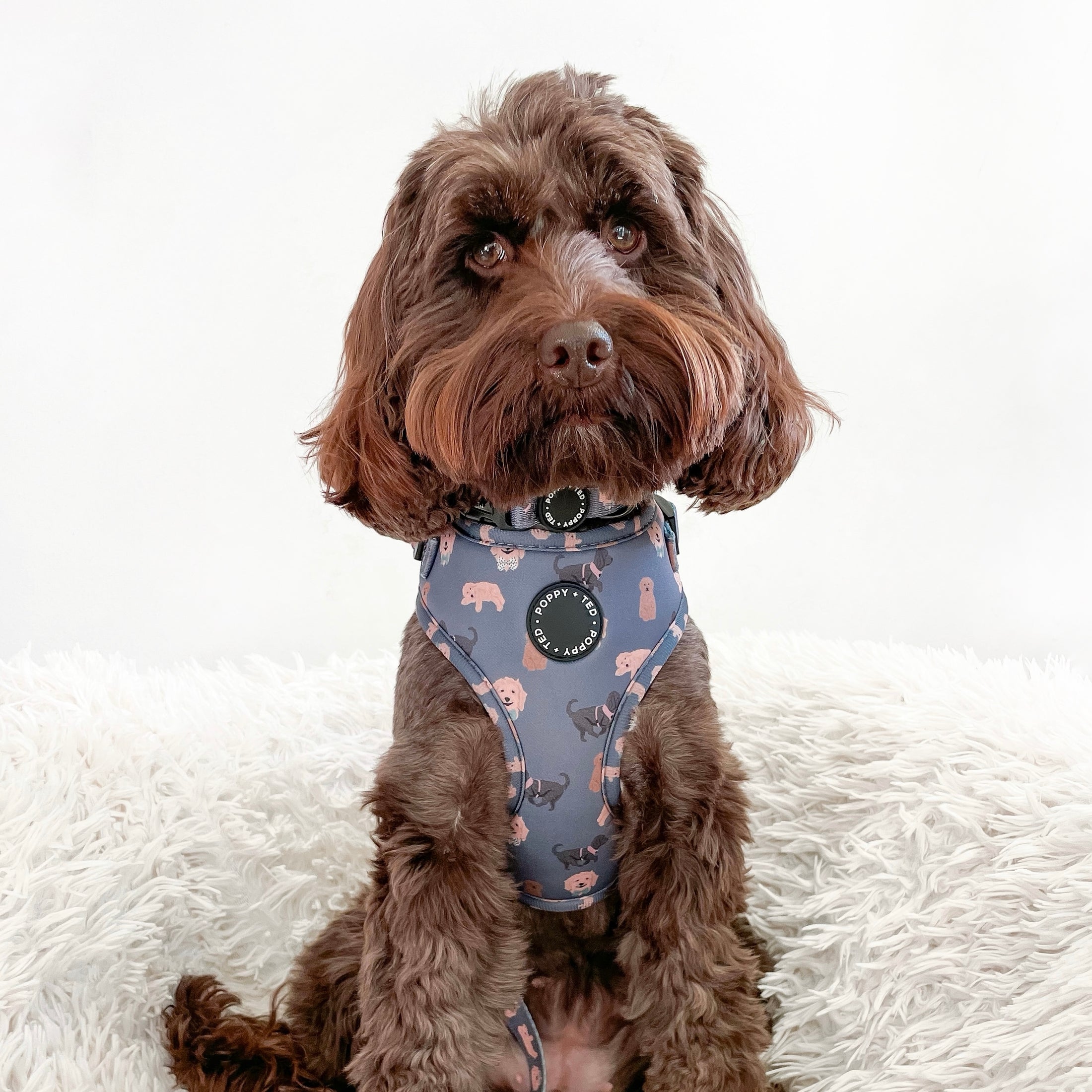 Cockapoo/Cavapoo/Doodle Collar Breed Collection Poppy + Ted