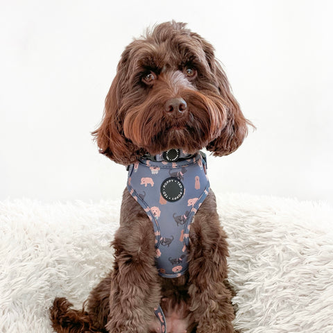 Cockapoo/Cavapoo/Doodle Collar: Breed Collection