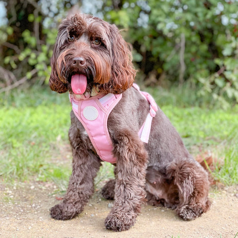 Ombré Essentials | 3-Click Tough Harness | Rose Pink