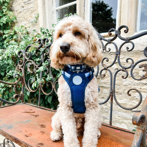 Ombré Essentials | Dog Collar | Navy Blue