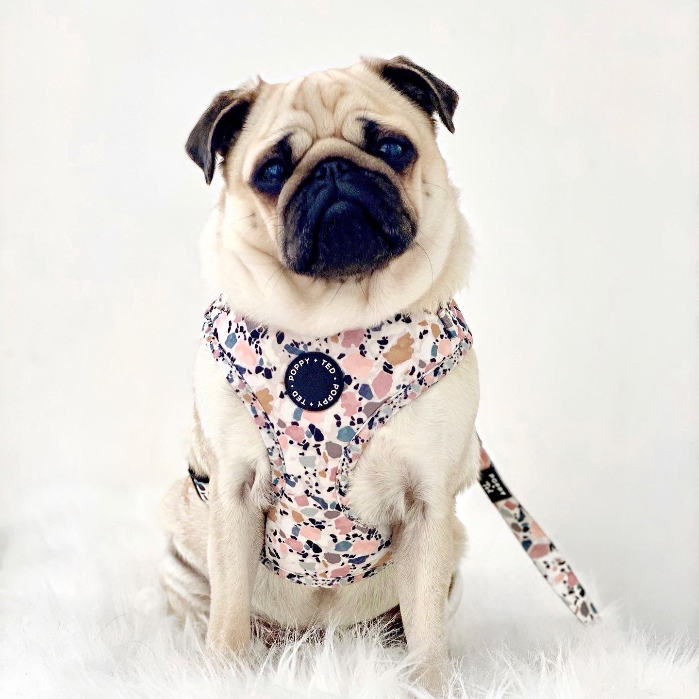 Walk + Wear | Adjustable Dog Harness | Party Pup - *10 LEFT*