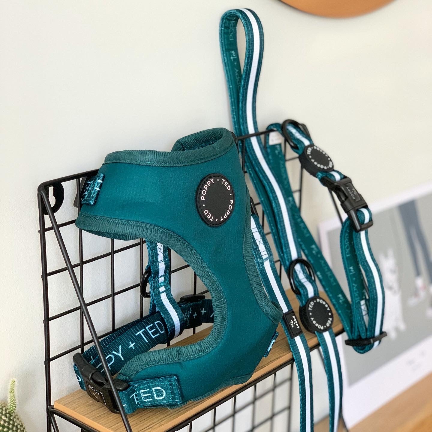 Essentials Collection | Adjustable Dog Harness | Teal