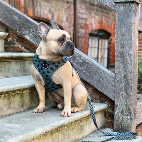 Walk + Wear | Adjustable Dog Harness | Wild Leopard - Khaki