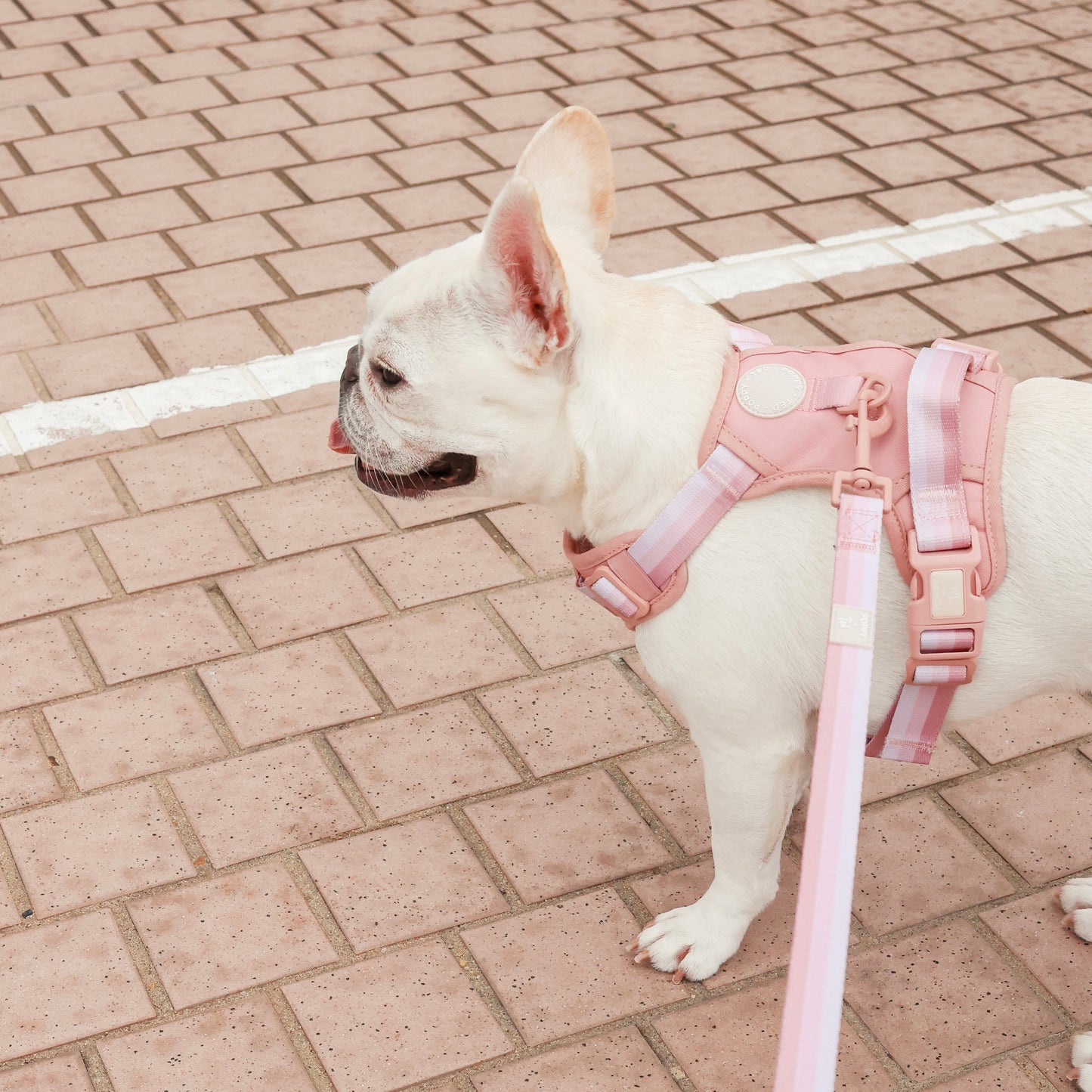 Ombré Essentials | Dog Lead | Rose Pink - SOLD OUT