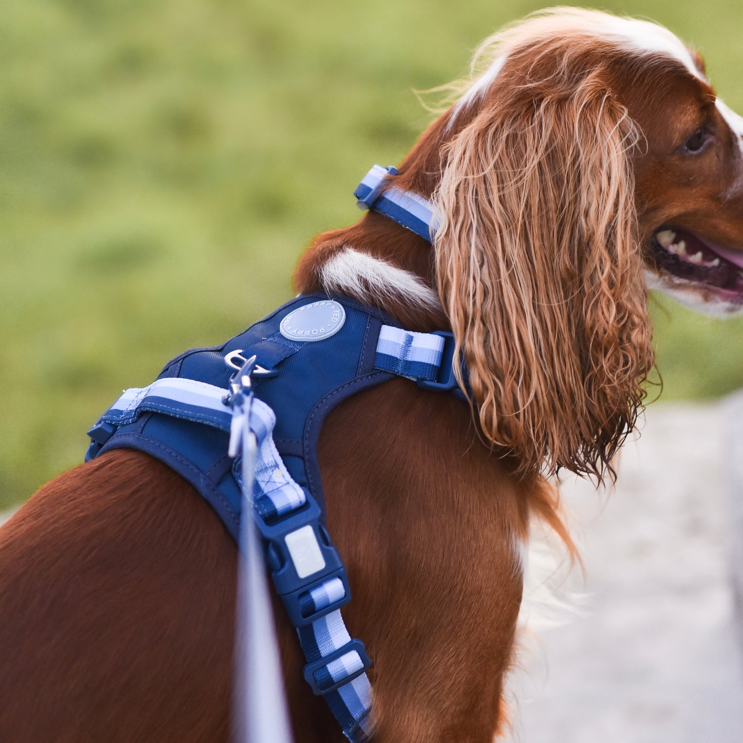 Ombré Essentials | Dog Collar | Navy Blue