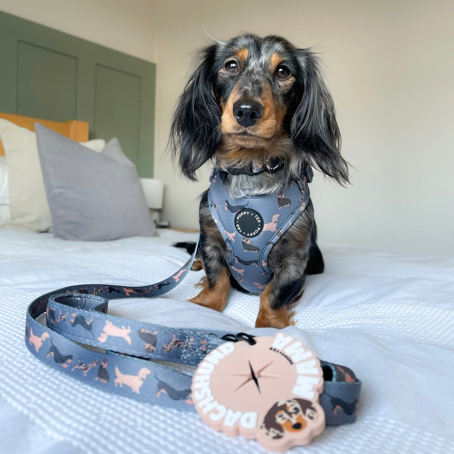 Dachshund Harness: Breed Collection