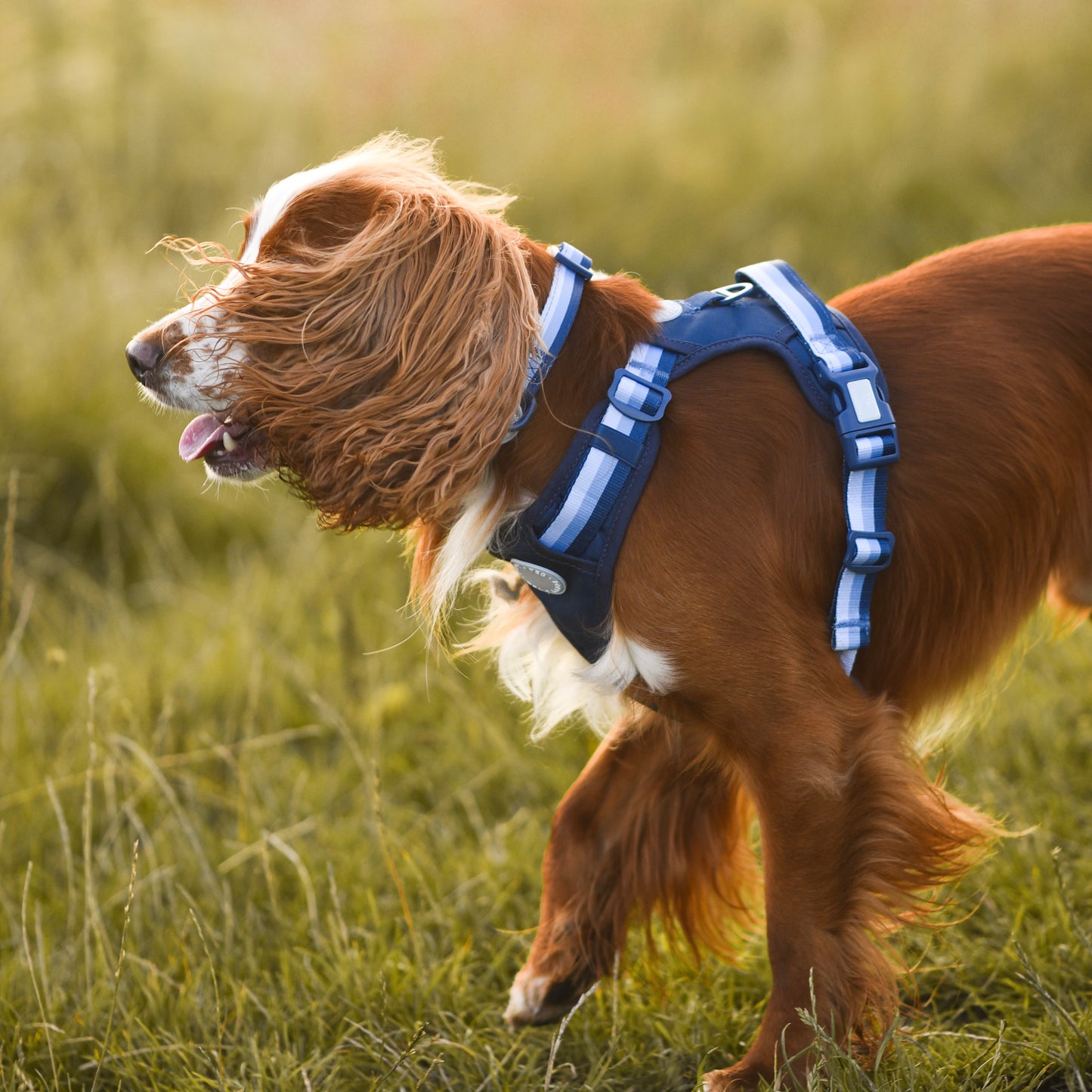 Ombré Essentials | Dog Collar | Navy Blue