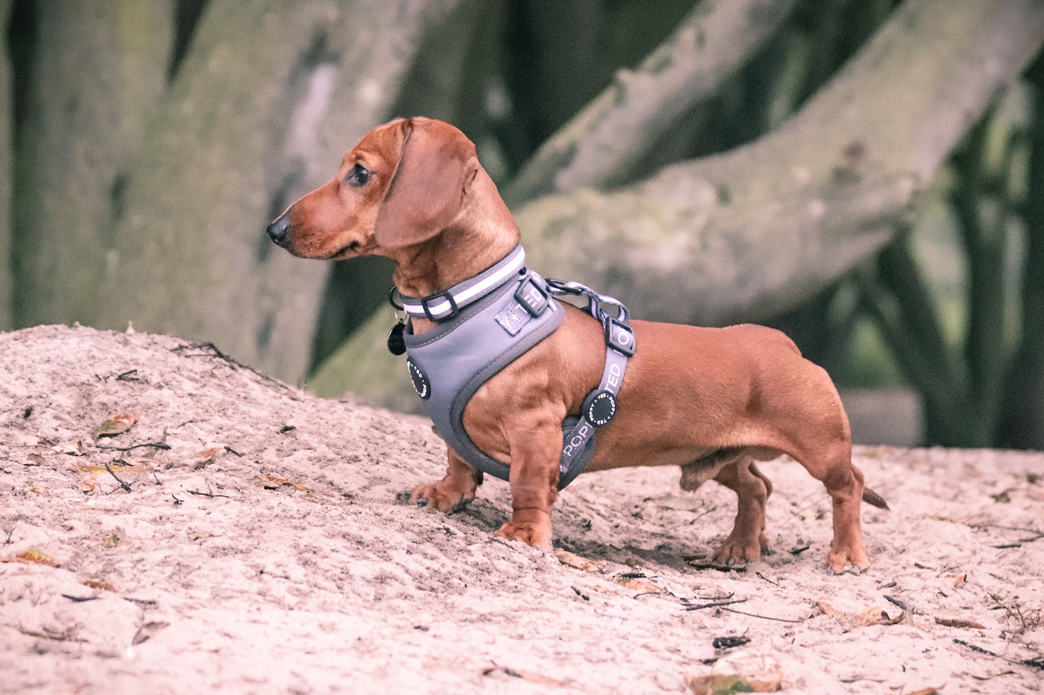 Grey Adjustable Dog Harness Poppy Ted