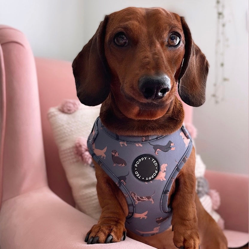 Mini 2025 dachshund harness