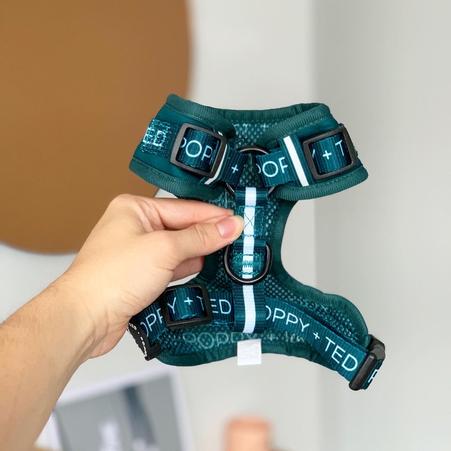 Essentials Collection | Adjustable Dog Harness | Teal