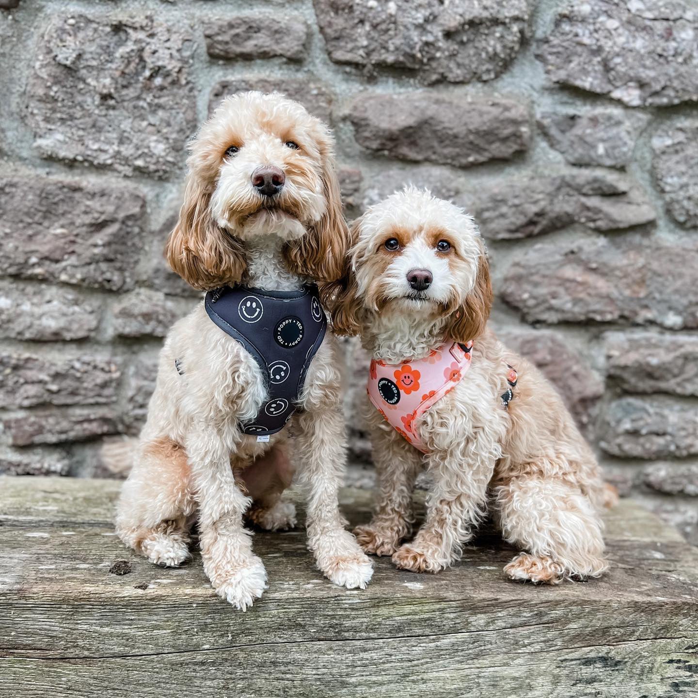 Walk + Wear | Adjustable Dog Harness | Happy Stamp