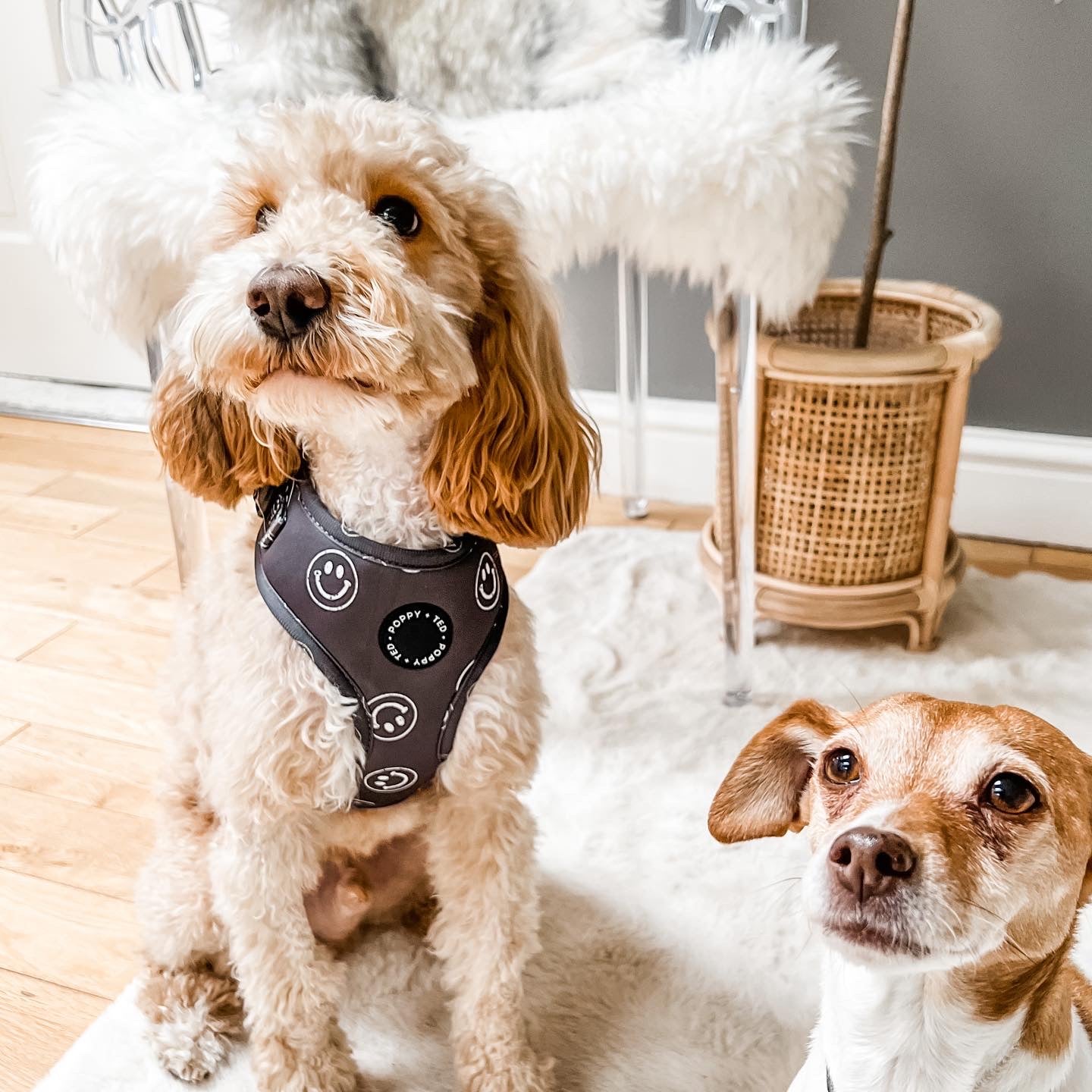 Walk + Wear | Adjustable Dog Harness | Happy Stamp