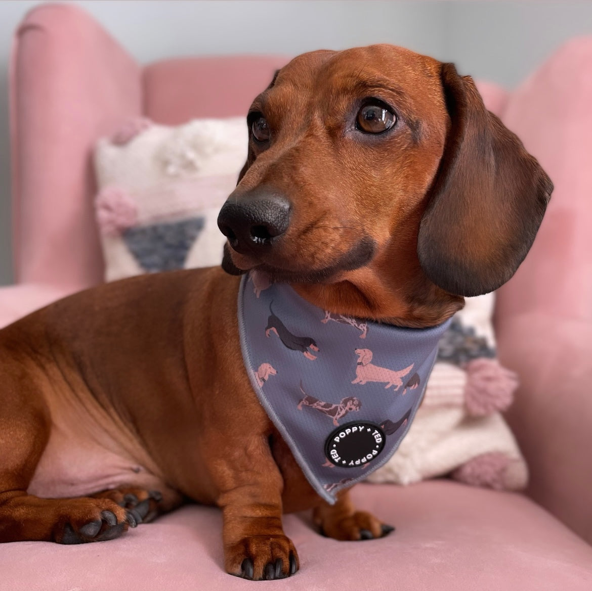 Dachshund bandana clearance