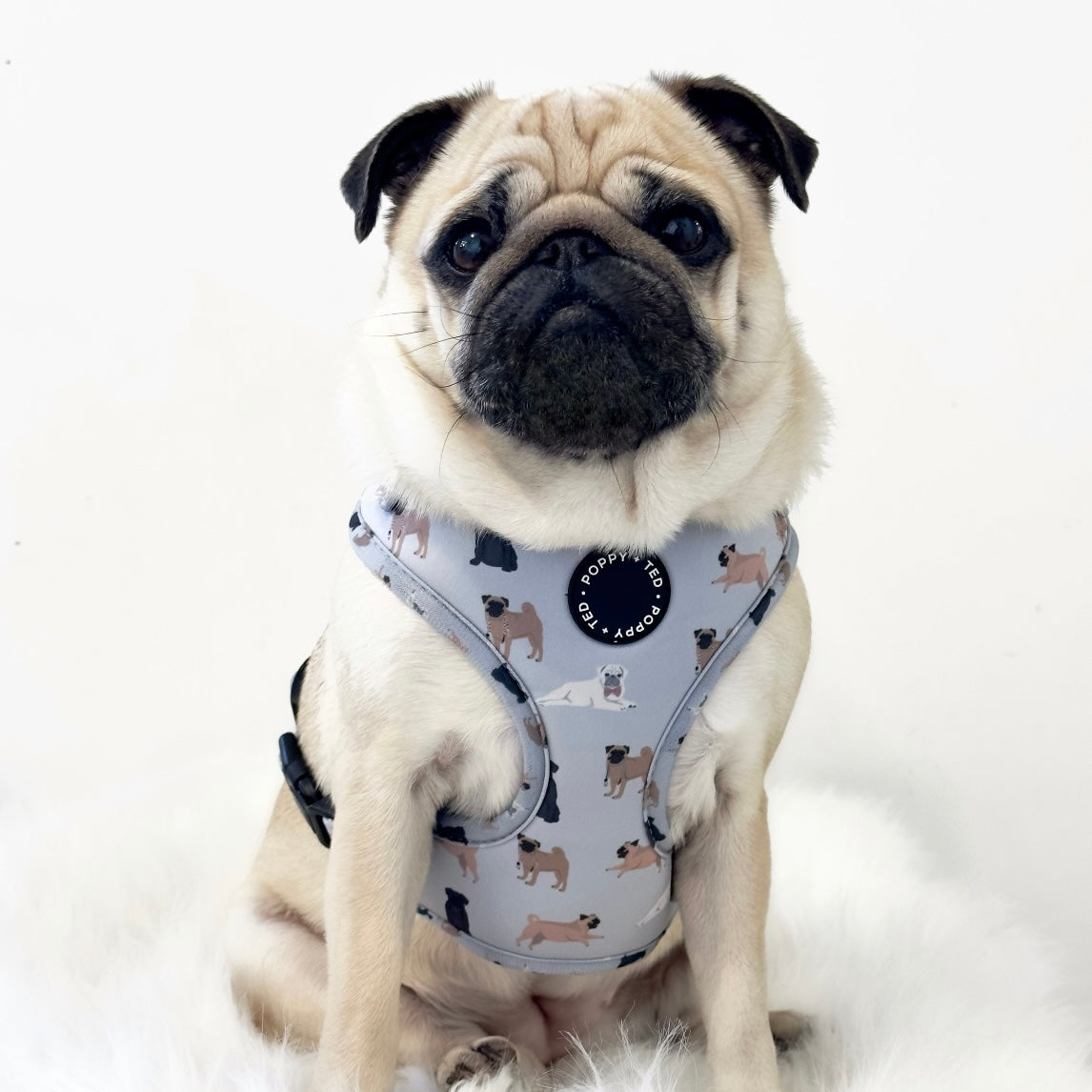 Pug Harness: Breed Collection