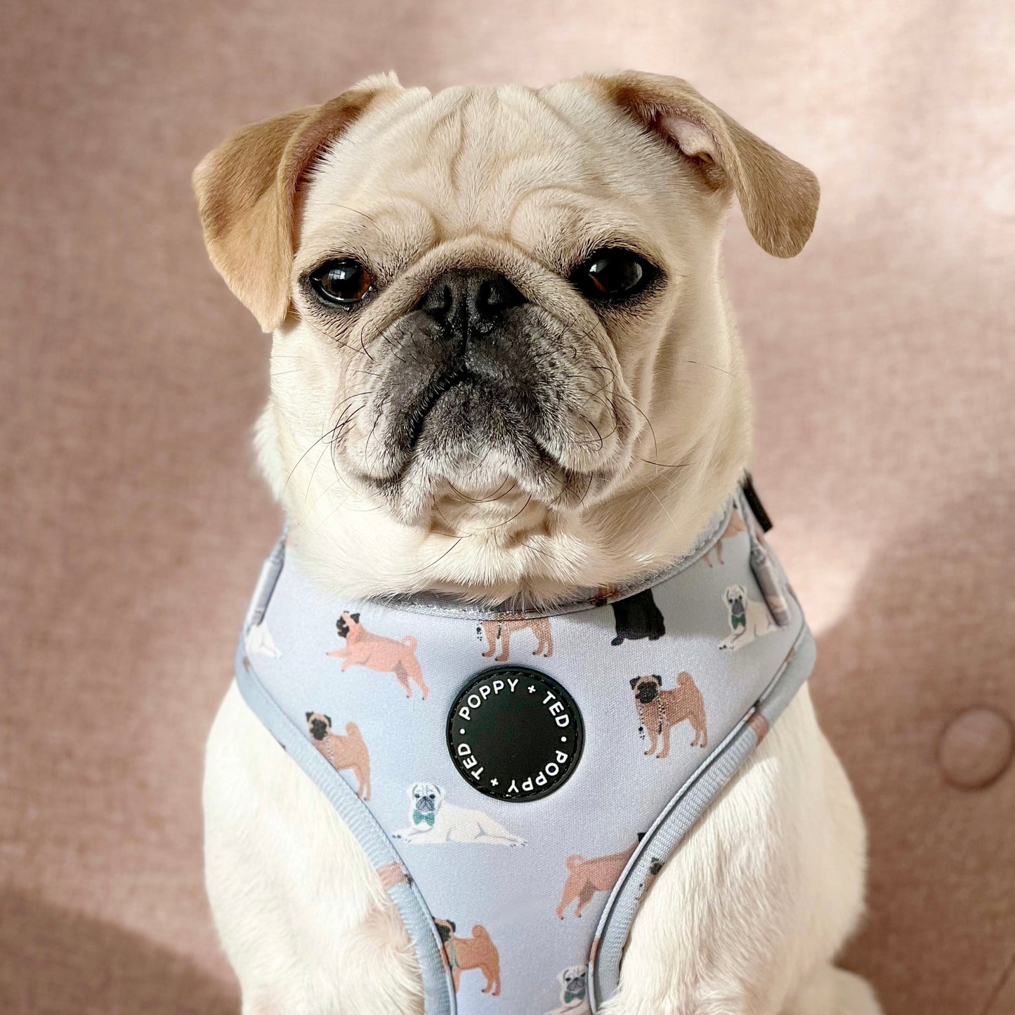 Pug Harness: Breed Collection