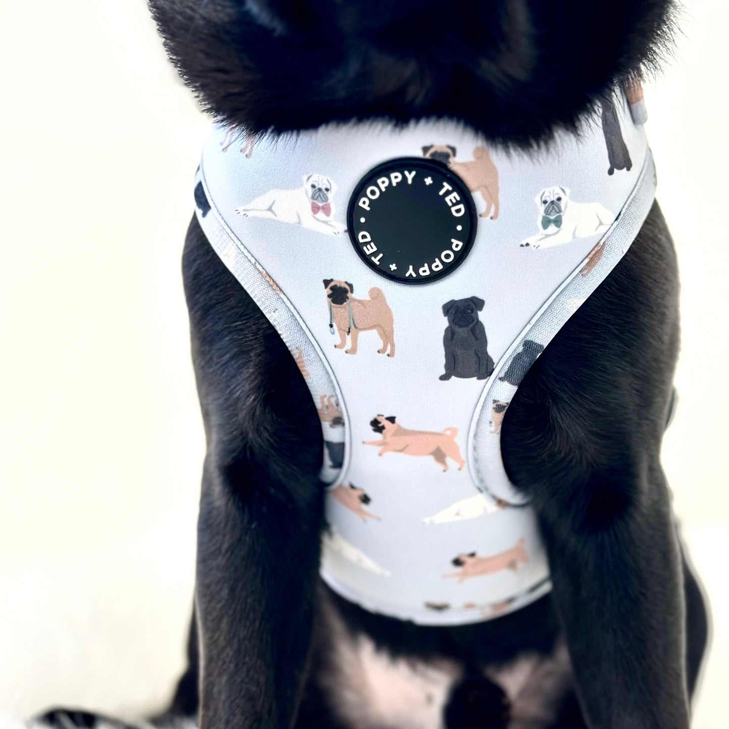 Pug Harness: Breed Collection