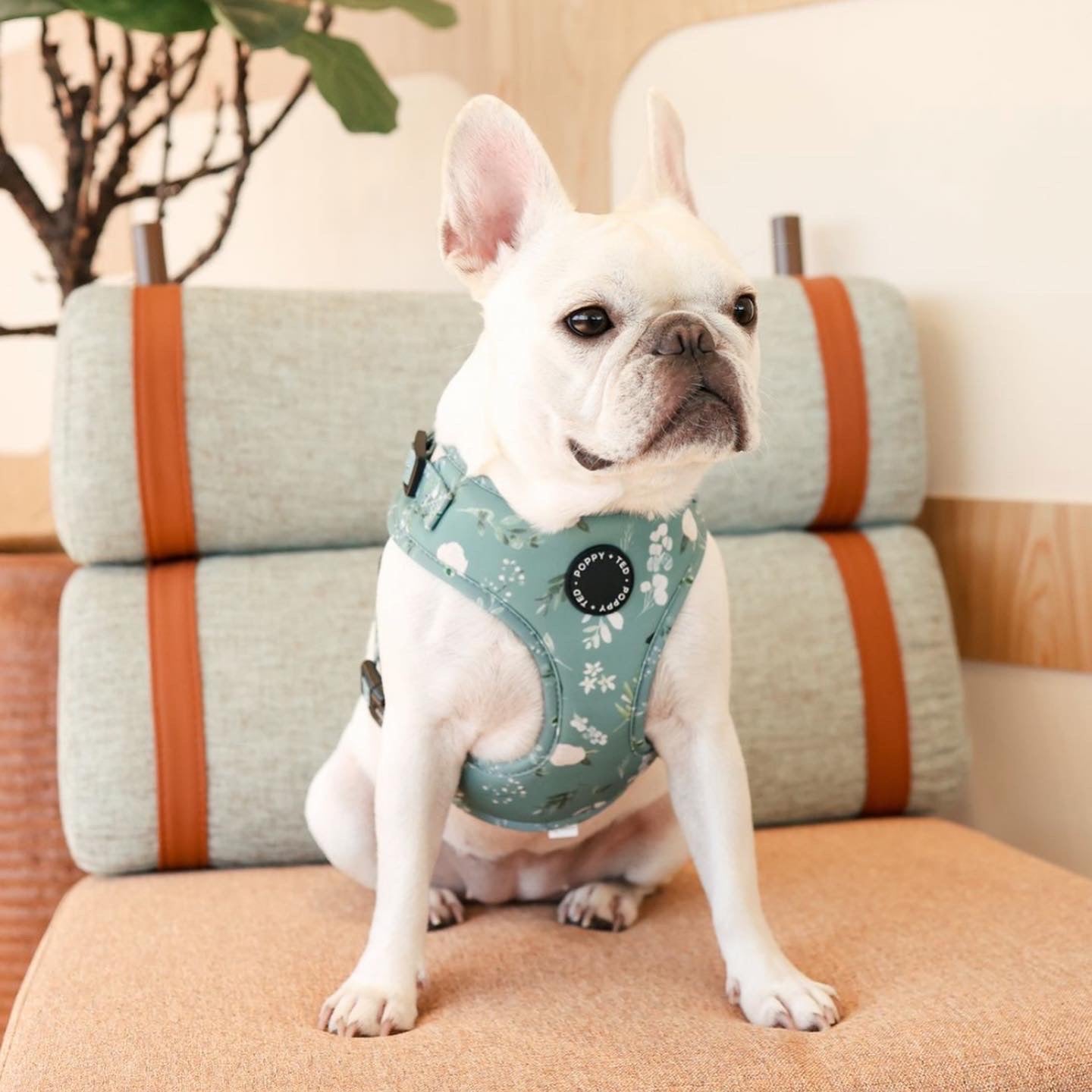 Dog harness hot sale designs