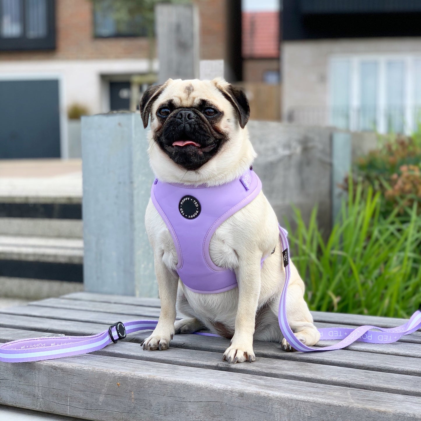 Essentials Collection | Adjustable Dog Harness | Pastel Lilac