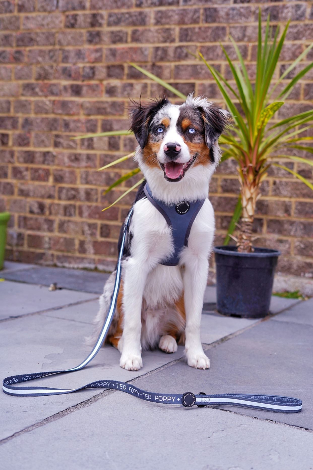 Grey Adjustable Dog Harness Poppy Ted