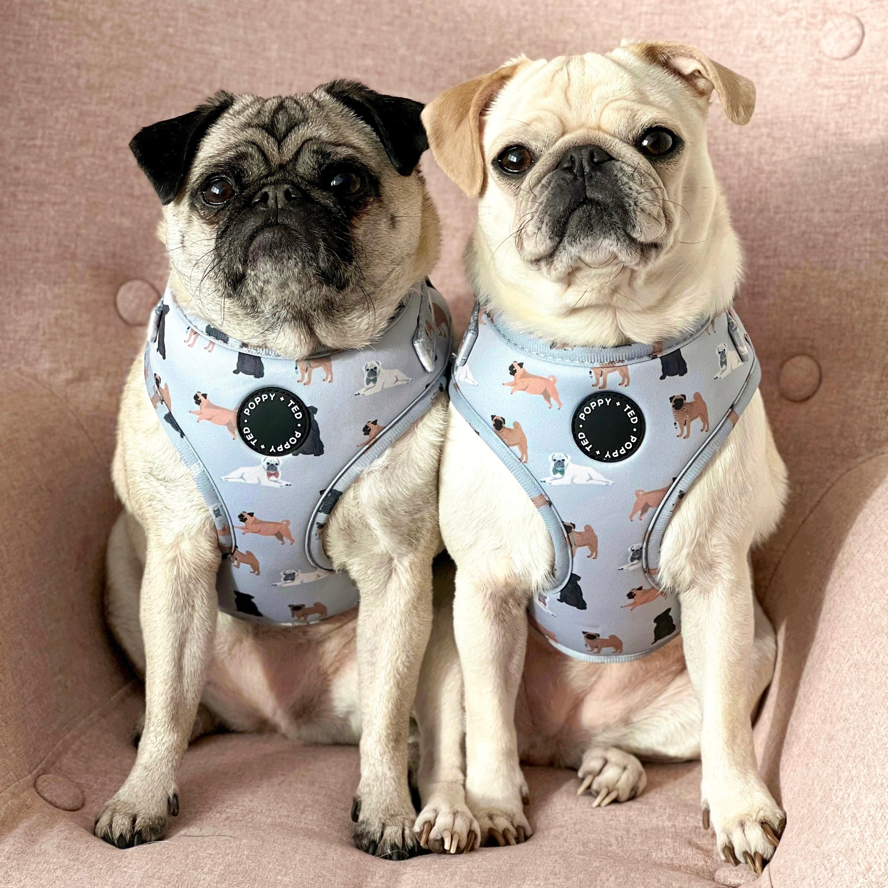 Pug harness discount for dogs